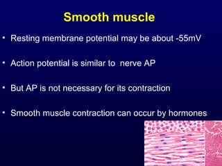 Smooth muscle
• Resting membrane potential may be about -55mV
• Action potential is similar to nerve AP
• But AP is not necessary for its contraction
• Smooth muscle contraction can occur by hormones
 
