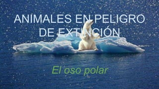 ANIMALES EN PELIGRO
DE EXTINCIÓN
El oso polar
 