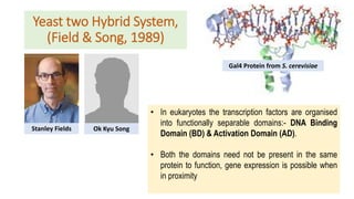 Yeast two Hybrid System,
(Field & Song, 1989)
Stanley Fields Ok Kyu Song
Gal4 Protein from S. cerevisiae
• In eukaryotes the transcription factors are organised
into functionally separable domains:- DNA Binding
Domain (BD) & Activation Domain (AD).
• Both the domains need not be present in the same
protein to function, gene expression is possible when
in proximity
 