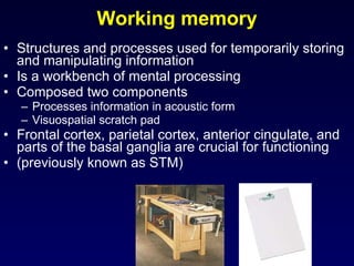 Working memory Structures and processes used for temporarily storing and manipulating information Is a workbench of mental processing Composed two components Processes information in acoustic form Visuospatial scratch pad Frontal cortex, parietal cortex, anterior cingulate, and parts of the basal ganglia are crucial for functioning (previously known as STM) 