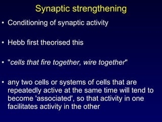 Synaptic strengthening Conditioning of synaptic activity  Hebb first theorised this " cells that fire together, wire together "  any two cells or systems of cells that are repeatedly active at the same time will tend to become 'associated', so that activity in one facilitates activity in the other  