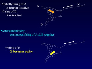 Initially firing of A X neuron is active Firing of B X is inactive After conditioning continuous firing of A & B together  Firing of B X becomes active A B X 