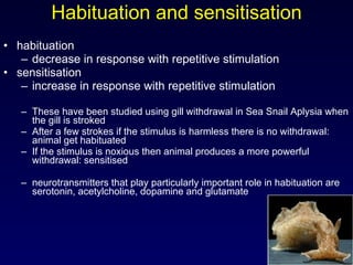 Habituation and sensitisation habituation  decrease in response with repetitive stimulation sensitisation  increase in response with repetitive stimulation These have been studied using gill withdrawal in Sea Snail Aplysia when the gill is stroked After a few strokes if the stimulus is harmless there is no withdrawal: animal get habituated If the stimulus is noxious then animal produces a more powerful withdrawal: sensitised neurotransmitters that play particularly important role in habituation are serotonin, acetylcholine, dopamine and glutamate 