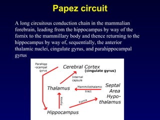Papez circuit A long circuitous conduction chain in the mammalian forebrain, leading from the hippocampus by way of the fornix to the mammillary body and thence returning to the hippocampus by way of, sequentially, the anterior thalamic nuclei, cingulate gyrus, and parahippocampal gyrus  