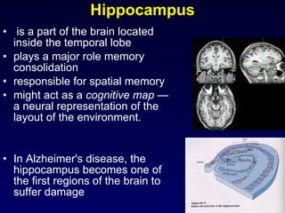 Hippocampus is a part of the brain located inside the temporal lobe plays a major role memory consolidation  responsible for spatial memory might act as a  cognitive map  — a neural representation of the layout of the environment.  In Alzheimer's disease, the hippocampus becomes one of the first regions of the brain to suffer damage 