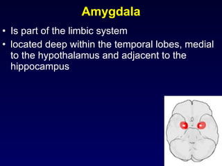Amygdala Is part of the limbic system  located deep within the temporal lobes, medial to the hypothalamus and adjacent to the hippocampus 