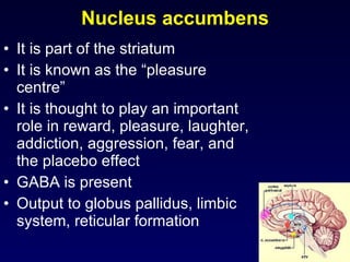 Nucleus accumbens It is part of the striatum It is known as the “pleasure centre” It is thought to play an important role in reward, pleasure, laughter, addiction, aggression, fear, and the placebo effect GABA is present Output to globus pallidus, limbic system, reticular formation  