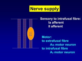 Nerve supply
Sensory to intrafusal fibre:
Ia afferent
II afferent
Motor:
to extrafusal fibre
A motor neuron
to intrafusal fibre
A motor neuron
 