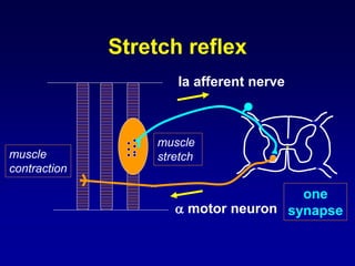 Ia afferent nerve
 motor neuron
one
synapse
muscle
stretchmuscle
contraction
Stretch reflex
 