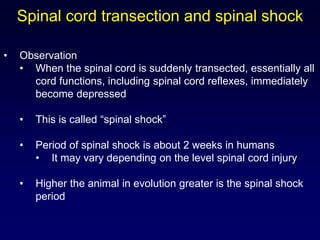 • Observation
• When the spinal cord is suddenly transected, essentially all
cord functions, including spinal cord reflexes, immediately
become depressed
• This is called “spinal shock”
• Period of spinal shock is about 2 weeks in humans
• It may vary depending on the level spinal cord injury
• Higher the animal in evolution greater is the spinal shock
period
Spinal cord transection and spinal shock
 