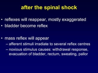 after the spinal shock
• reflexes will reappear, mostly exaggerated
• bladder become reflex
• mass reflex will appear
– afferent stimuli irradiate to several reflex centres
– noxious stimulus causes: withdrawal response,
evacuation of bladder, rectum, sweating, pallor
 