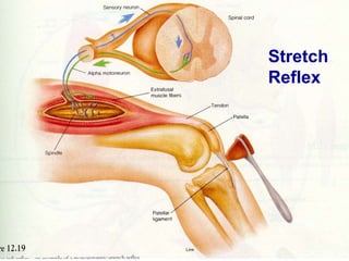 Stretch
Reflex
 