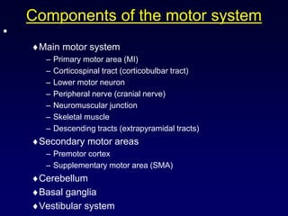 Components of the motor system
•
Main motor system
– Primary motor area (MI)
– Corticospinal tract (corticobulbar tract)
– Lower motor neuron
– Peripheral nerve (cranial nerve)
– Neuromuscular junction
– Skeletal muscle
– Descending tracts (extrapyramidal tracts)
Secondary motor areas
– Premotor cortex
– Supplementary motor area (SMA)
Cerebellum
Basal ganglia
Vestibular system
 
