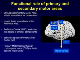 Functional role of primary and
secondary motor areas
• SMA (Supplementary Motor Area)
initiate instructions for movements
• issues these instructions to the
PreMotor Area.
• PreMotor Cortex (PMC) works out
the details of smaller components
• activates specific Primary Motor
Cortex (MI)
• Primary Motor Cortex through
corticospinal tracts (CST) activate
specific motor units
SMA
PMC
MI
CST
Motor units
 