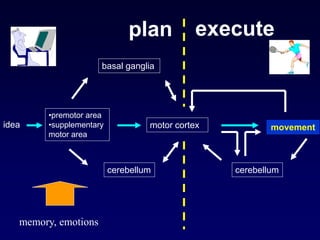 idea
•premotor area
•supplementary
motor area
motor cortex movement
basal ganglia
cerebellum cerebellum
plan execute
memory, emotions
 