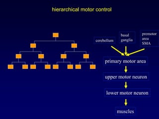 hierarchical motor control
muscles
lower motor neuron
upper motor neuron
primary motor area
premotor
area
SMA
cerebellum
basal
ganglia
 