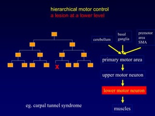 hierarchical motor control
a lesion at a lower level
muscles
lower motor neuron
upper motor neuron
primary motor area
premotor
area
SMA
cerebellum
basal
ganglia
x
eg. carpal tunnel syndrome
 