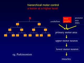 hierarchical motor control
a lesion at a higher level
muscles
lower motor neuron
upper motor neuron
primary motor area
premotor
area
SMA
cerebellum
basal
ganglia
x
eg. Parkinsonism
 