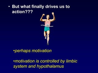 • But what finally drives us to
action???
•perhaps motivation
•motivation is controlled by limbic
system and hypothalamus
 