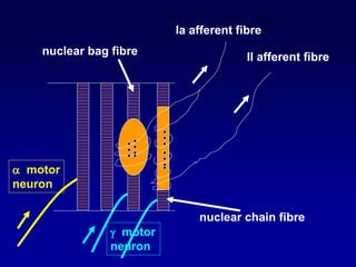 Ia afferent fibre
II afferent fibre
nuclear bag fibre
nuclear chain fibre
 motor
neuron
 motor
neuron
 