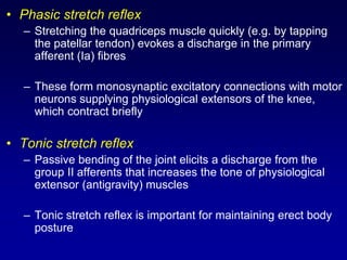 • Phasic stretch reflex
– Stretching the quadriceps muscle quickly (e.g. by tapping
the patellar tendon) evokes a discharge in the primary
afferent (Ia) fibres
– These form monosynaptic excitatory connections with motor
neurons supplying physiological extensors of the knee,
which contract briefly
• Tonic stretch reflex
– Passive bending of the joint elicits a discharge from the
group II afferents that increases the tone of physiological
extensor (antigravity) muscles
– Tonic stretch reflex is important for maintaining erect body
posture
 