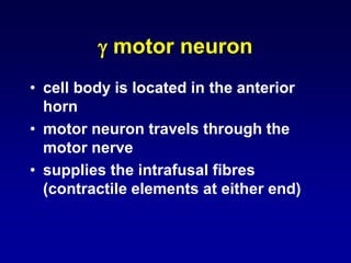  motor neuron
• cell body is located in the anterior
horn
• motor neuron travels through the
motor nerve
• supplies the intrafusal fibres
(contractile elements at either end)
 