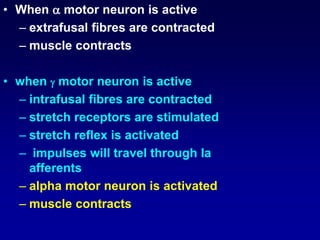 • When  motor neuron is active
– extrafusal fibres are contracted
– muscle contracts
• when  motor neuron is active
– intrafusal fibres are contracted
– stretch receptors are stimulated
– stretch reflex is activated
– impulses will travel through Ia
afferents
– alpha motor neuron is activated
– muscle contracts
 
