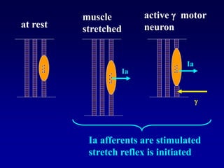 at rest
muscle
stretched
active  motor
neuron
Ia
Ia

Ia afferents are stimulated
stretch reflex is initiated
 