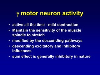  motor neuron activity
• active all the time - mild contraction
• Maintain the sensitivity of the muscle
spindle to stretch
• modified by the descending pathways
• descending excitatory and inhibitory
influences
• sum effect is generally inhibitory in nature
 