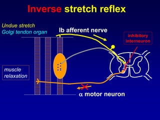  motor neuron
Undue stretch
Golgi tendon organ
muscle
relaxation
Ib afferent nerve
inhibitory
interneuron
Inverse stretch reflex
 