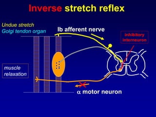  motor neuron
Undue stretch
Golgi tendon organ
muscle
relaxation
Ib afferent nerve
inhibitory
interneuron
Inverse stretch reflex
 