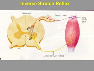 Inverse Stretch Reflex
 