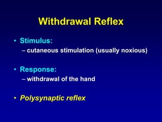 Withdrawal Reflex
• Stimulus:
– cutaneous stimulation (usually noxious)
• Response:
– withdrawal of the hand
• Polysynaptic reflex
 