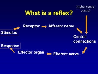 What is a reflex?
Stimulus
Effector organ
Response
Central
connections
Efferent nerve
Afferent nerveReceptor
Higher centre
control
 