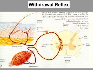 Withdrawal Reflex
 