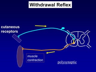 muscle
contraction
cutaneous
receptors
polysynaptic
Withdrawal Reflex
 