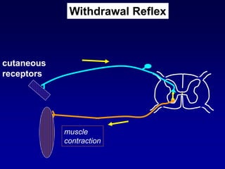 muscle
contraction
cutaneous
receptors
Withdrawal Reflex
 