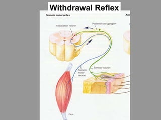 Withdrawal Reflex
 