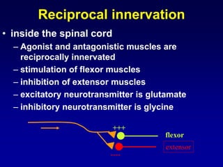 Reciprocal innervation
• inside the spinal cord
– Agonist and antagonistic muscles are
reciprocally innervated
– stimulation of flexor muscles
– inhibition of extensor muscles
– excitatory neurotransmitter is glutamate
– inhibitory neurotransmitter is glycine
flexor
extensor
+++
----
 