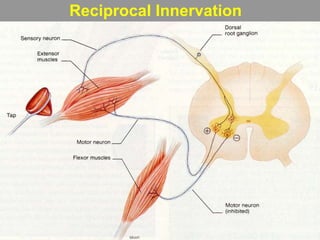 Reciprocal Innervation
 