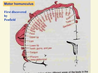 Motor homunculus
First discovered
by
Penfield
 
