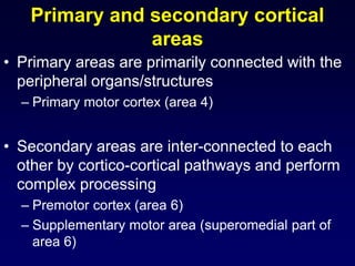 Primary and secondary cortical
areas
• Primary areas are primarily connected with the
peripheral organs/structures
– Primary motor cortex (area 4)
• Secondary areas are inter-connected to each
other by cortico-cortical pathways and perform
complex processing
– Premotor cortex (area 6)
– Supplementary motor area (superomedial part of
area 6)
 