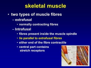 skeletal muscle
• two types of muscle fibres
– extrafusal
• normally contracting fibres
– Intrafusal
• fibres present inside the muscle spindle
• lie parallel to extrafusal fibres
• either end of the fibre contractile
• central part contains
stretch receptors
 