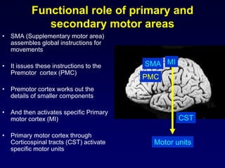 Functional role of primary and
secondary motor areas
• SMA (Supplementary motor area)
assembles global instructions for
movements
• It issues these instructions to the
Premotor cortex (PMC)
• Premotor cortex works out the
details of smaller components
• And then activates specific Primary
motor cortex (MI)
• Primary motor cortex through
Corticospinal tracts (CST) activate
specific motor units
SMA
PMC
MI
CST
Motor units
 