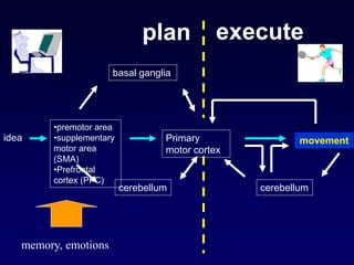 idea
•premotor area
•supplementary
motor area
(SMA)
•Prefrontal
cortex (PFC)
Primary
motor cortex
movement
basal ganglia
cerebellum cerebellum
plan execute
memory, emotions
 