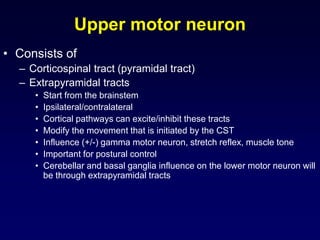 Upper motor neuron
• Consists of
– Corticospinal tract (pyramidal tract)
– Extrapyramidal tracts
• Start from the brainstem
• Ipsilateral/contralateral
• Cortical pathways can excite/inhibit these tracts
• Modify the movement that is initiated by the CST
• Influence (+/-) gamma motor neuron, stretch reflex, muscle tone
• Important for postural control
• Cerebellar and basal ganglia influence on the lower motor neuron will
be through extrapyramidal tracts
 