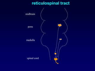 midbrain
pons
medulla
spinal cord
reticulospinal tract
 
