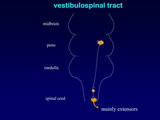 midbrain
pons
medulla
spinal cord
vestibulospinal tract
mainly extensors
 