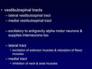 • vestibulospinal tracts
– lateral vestibulospinal tract
– medial vestibulospinal tract
– excitatory to antigravity alpha motor neurons &
supplies interneurons too
– lateral tract
• excitation of extensor muscles & relaxation of flexor
muscles
– medial tract
• inhibition of neck & axial muscles
 