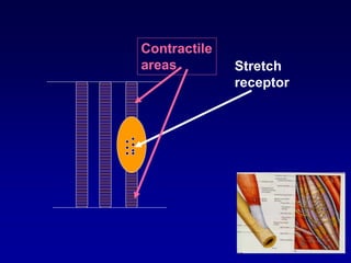 Contractile
areas Stretch
receptor
 